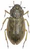 Helophorus sp.